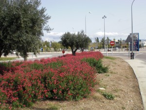 Salvia Carretera de Roses - Octubre 2010