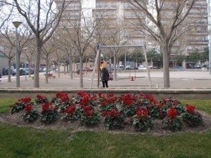 Magnòlies entrada Figueres - febrer 2011