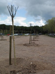 Sòfores al parc Bosc - Març 2011